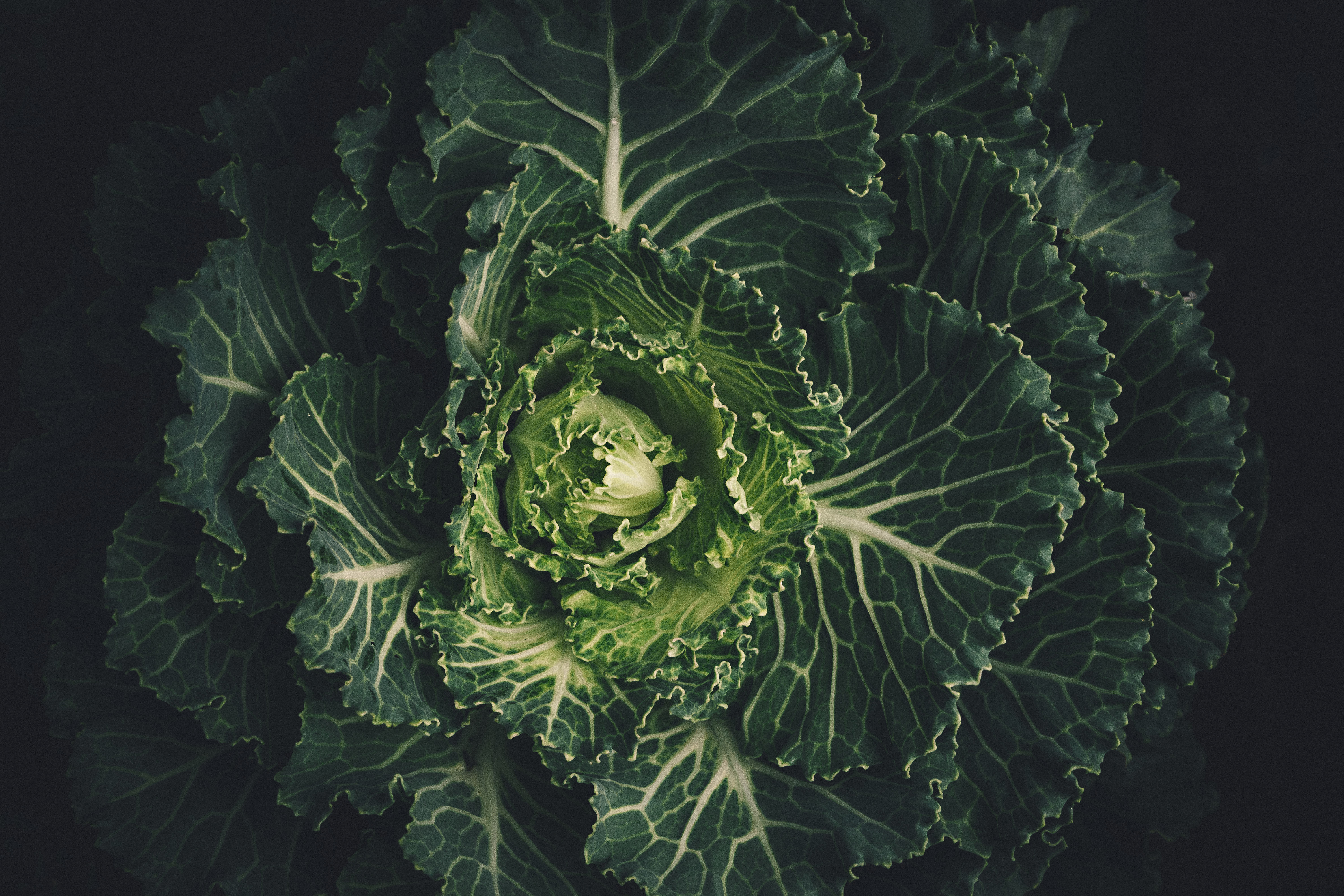 Lettuce: The Ultimate Superfood